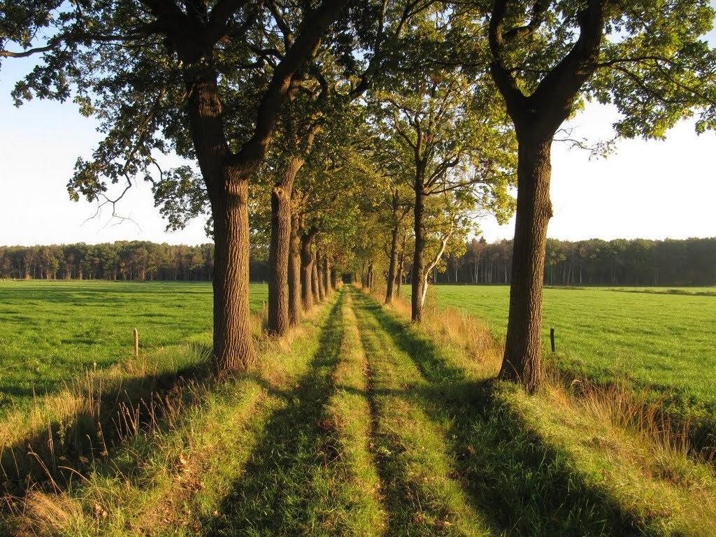 شقة Stal Zwartschaap Stuifzand الغرفة الصورة